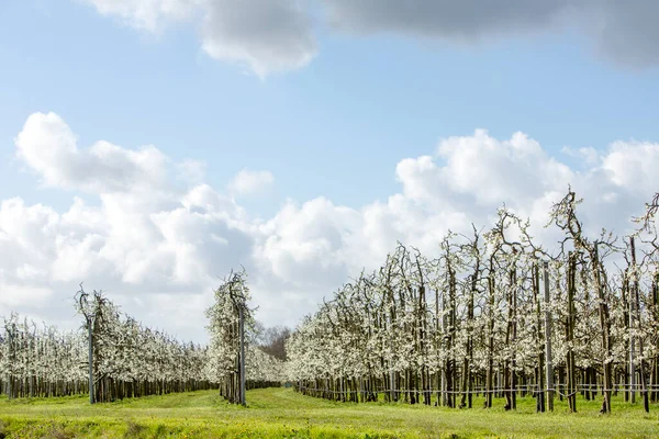 Kukkivat Hedelmäpuut Betuwessa Sinisen Taivaan Alla Pilvien Kanssa Keväällä Alamaissa — kuvapankkivalokuva