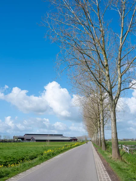 在荷兰乌得勒支附近的荷兰 乡村道路和农场 在蓝天下开着黄色的春花 — 图库照片
