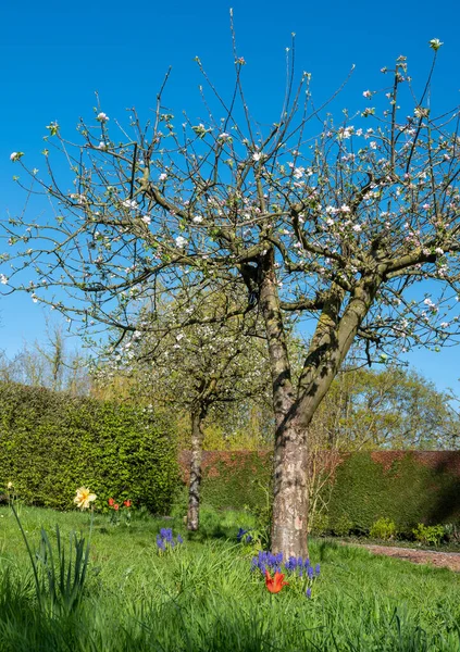 사과나무에서 피어나는 과푸른 아래있는 — 스톡 사진