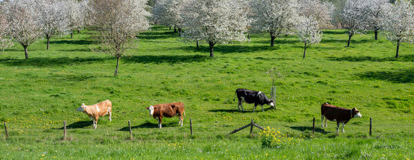 spotted black and brown cows in flowering orchard in betuwe near dutch town of tiel on sunny day in spring