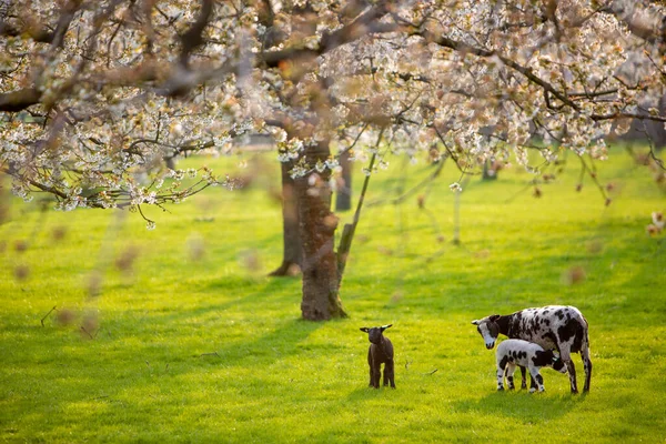 벚꽃이 벚나무 과수원에 어린양 남반구의 위트레흐트 근처에서 — 스톡 사진