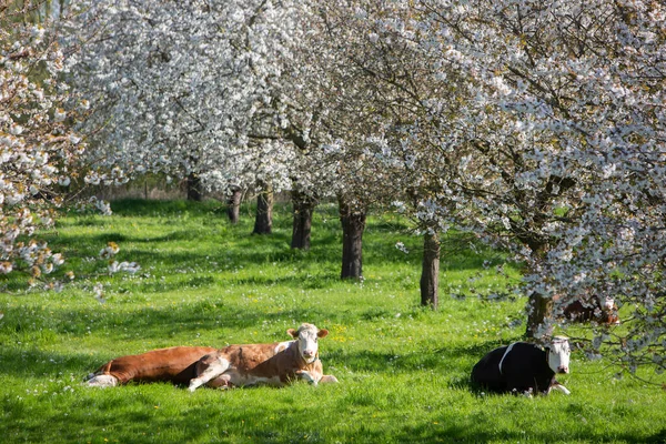 Vaca Manchada Yace Hierba Verde Entre Árboles Frutales Flor Huerto —  Fotos de Stock