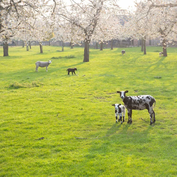 在内陆乌得勒支附近盛开的樱桃园里 斑斑的绵羊和小羊 — 图库照片