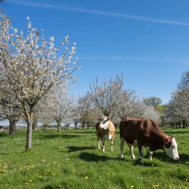Benekli kırmızı veya kahverengi inekler baharda güneşli bir günde, Betuwe 'da, Hollanda' nın Tiel kasabasının yakınlarında çiçek açan meyve bahçesinde
