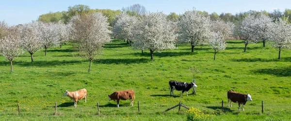 Manchado Vacas Negras Marrones Huerto Con Flores Betuwe Cerca Ciudad — Foto de Stock
