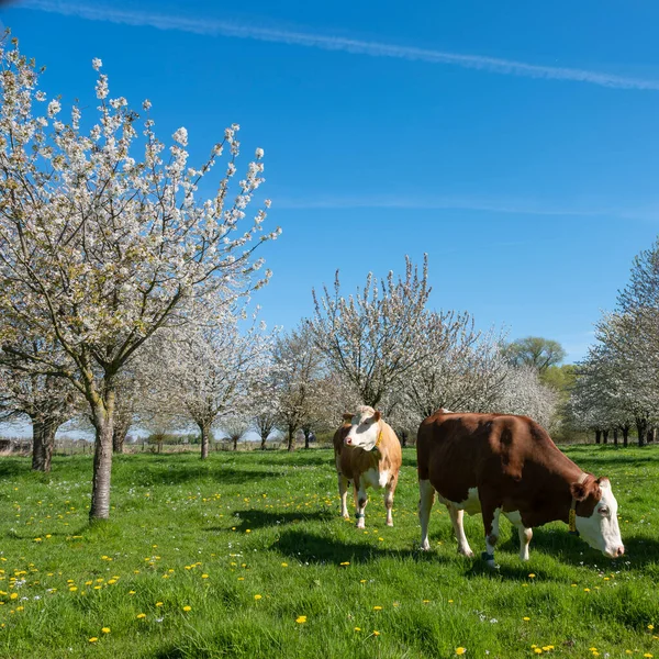 春天阳光明媚的日子里 我们在杜齐镇附近的花圃里发现了红色或褐色的奶牛 — 图库照片