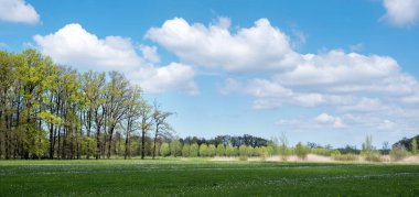 Hollanda 'nın utrecht yakınlarındaki ağaçlarda bahar çiçekleri ve taze yeşil yapraklarla çayır.