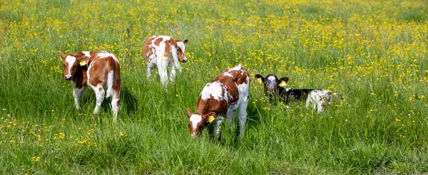 オランダの春の草原で発見された赤と白の子牛青い空の下で他のオランダで黄色のバターカップの花でいっぱい — ストック写真
