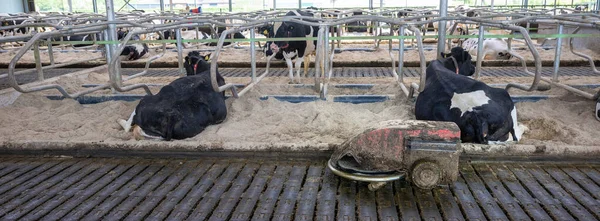 Rubber Floor Manure Robot Farm Full Spotted Milk Cows Netherlands — Stock Photo, Image
