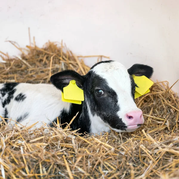 Young Cute Black White Spotted Calf Lies Straw — Stock Photo, Image