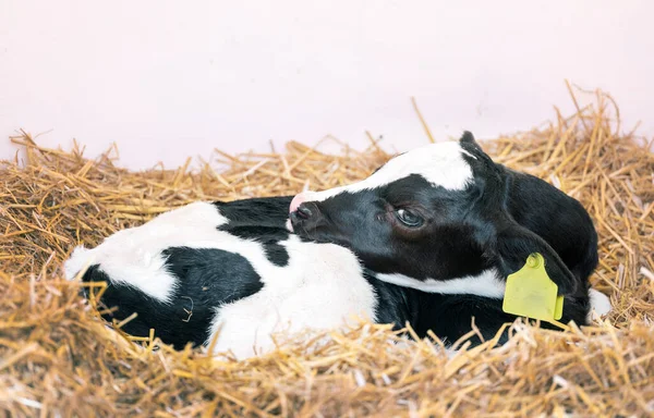 若くてかわいい黒と白の斑点のある子牛はわらに横たわっています — ストック写真