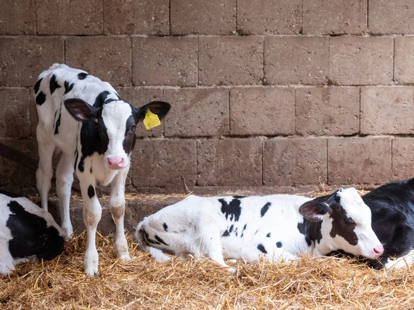 Young Cute Black White Spotted Calves Straw — Stock Photo, Image
