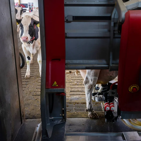 black and white cow waits for her turn at milking robot on a dutch farm in the netherlands