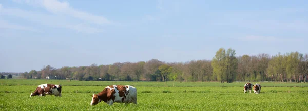 春の青空の下オランダの長い草のある緑の畑に赤や茶や白の斑点のある乳牛 — ストック写真