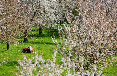 Kahverengi benekli inek, Hollanda 'da çiçek açan meyve ağaçlarının arasında yeşil çimlerde yatıyor.