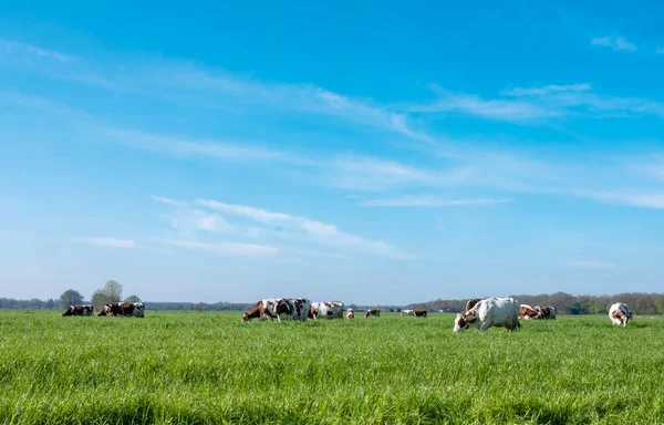 春天里 白的斑点奶牛在绿地里 在蓝天下的黑土里 长着长草 — 图库照片