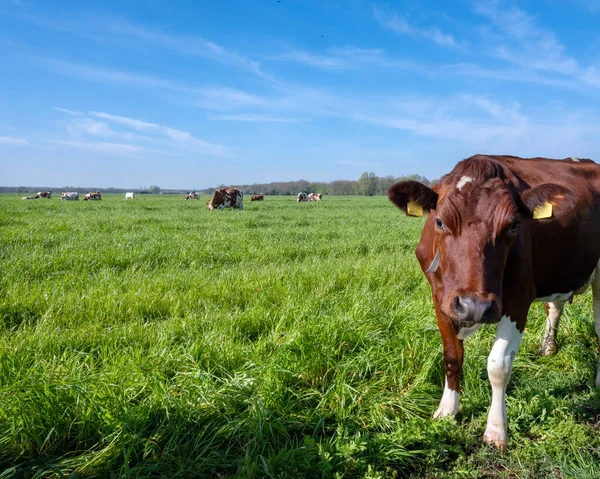 Vacas Leiteiras Vermelhas Marrons Brancas Manchadas Campo Verde Com Grama — Fotografia de Stock