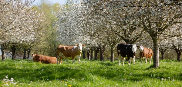 Vacas Manchadas Hierba Verde Entre Árboles Frutales Flor Huerto Cerca —  Fotos de Stock