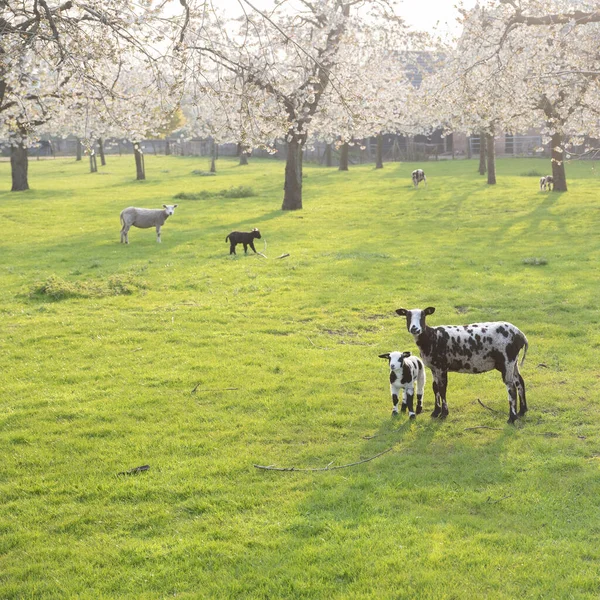 Moutons Tachetés Agneau Dans Verger Cerisiers Fleurs Printemps Près Utrecht — Photo