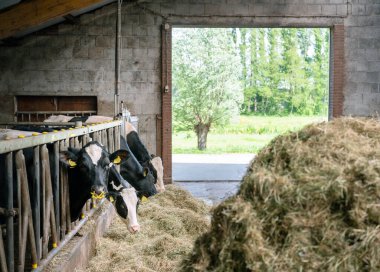 Hollanda 'daki Hollanda çiftliğinde siyah ve beyaz benekli inekler samanla beslenir.