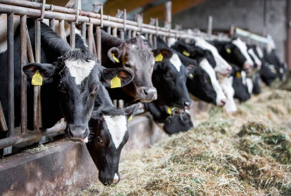 黑白相间的斑点奶牛以干草为食 — 图库照片