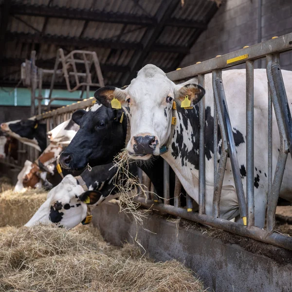 black and white spotted cows feed on hay inside dutch farm in the netherlands