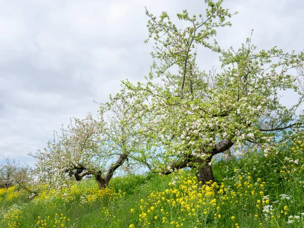 Roze Witte Appelbloesems Gele Lentebloemen Lang Groen Gras — Stockfoto