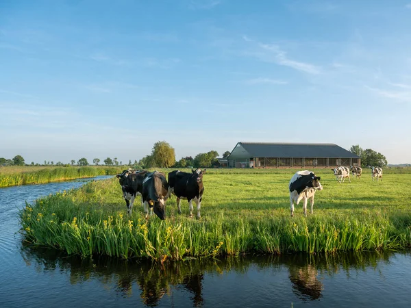 Błękitne Niebo Nad Czarno Białymi Krowami Farmą Zielonym Sercu Hollandii — Zdjęcie stockowe