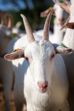 Yaz otlağında beyaz boynuzlu keçi sürüsü