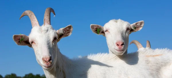 Troupeau Chèvres Blanches Cornes Dans Prairie Été — Photo