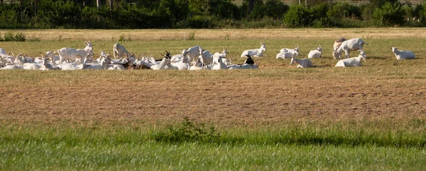 Rebanho Cabras Com Chifres Brancos Prado Verão — Fotografia de Stock