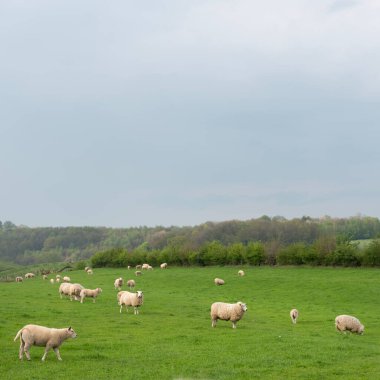 Hollanda 'nın güney limburg kırsalındaki yeşil çayırlarda otlayan koyunların üzerinde gri gökyüzü.