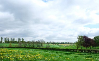 Hollanda 'nın güney limburg eyaletinde bahar mevsiminde çiçek ve çiçeklerle dolu bir manzara.
