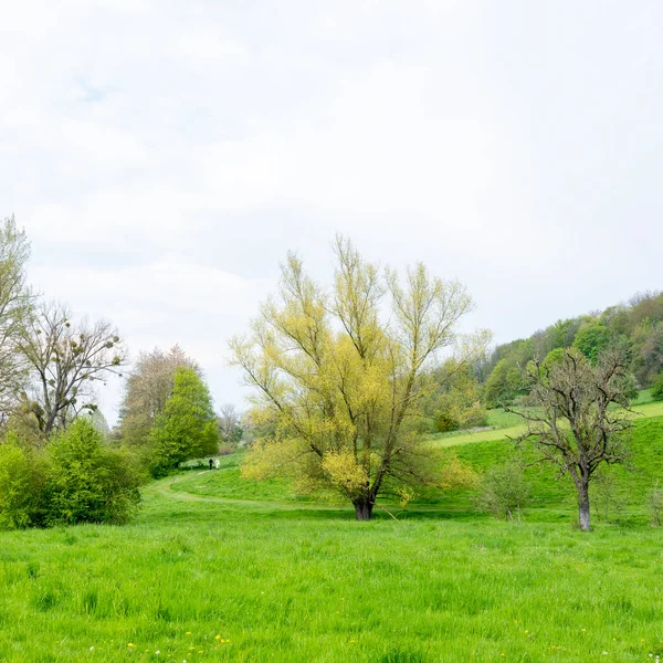 Свіже Зелене Листя Деревах Гуапдал Пішохідним Стежкою Навесні Біля Слимака — стокове фото