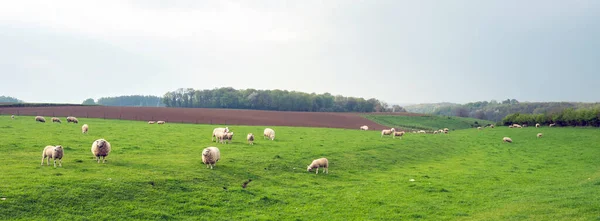 Hollanda Nın Güney Limburg Kırsalındaki Yeşil Çayırlarda Otlayan Koyunların Üzerinde — Stok fotoğraf