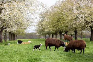 landscape with sheep and lambs in green meadow near maastricht in dutch province of limburg and young fruit trees in spring clipart