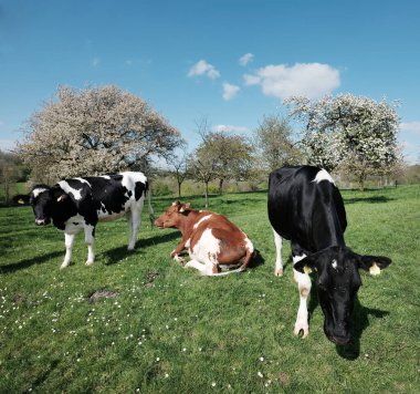 Benekli siyah ve kırmızı inekler çiçek açan meyve ağaçlarının altında İlkbaharda Hollanda 'nın limburg şehrinde mavi gökyüzünün altında