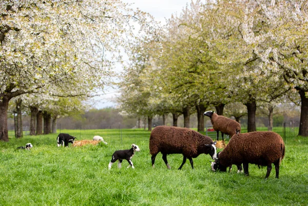 林堡市马斯特里赫特附近绿地的羊羊和羊群景观及春天的果树 — 图库照片