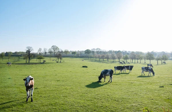 Paisaje Con Vacas Manchadas Prado Verde Cerca Maastricht Provincia Holandesa —  Fotos de Stock