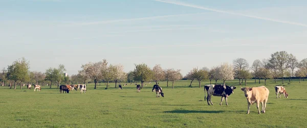 Landscape Spotted Cows Green Meadow Maastricht Dutch Province Limburg Young — Stock Photo, Image