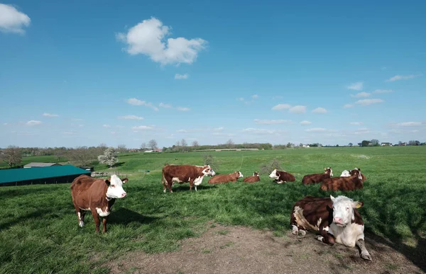 Gospodarstwo Krowy Plamiste Zielona Trawa Łące Południowej Limburga Dolnej Części — Zdjęcie stockowe