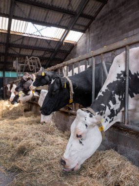Hollanda 'daki Hollanda çiftliğinde siyah ve beyaz benekli inekler samanla beslenir.