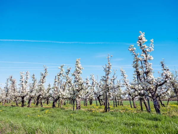 Blooming Fruit Trees Blue Sky Spring Dutch Town Oftiel Betuwe — Stock Photo, Image