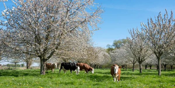 Vaches Noires Brunes Tachetées Dans Verger Fleurs Betuwe Près Ville — Photo