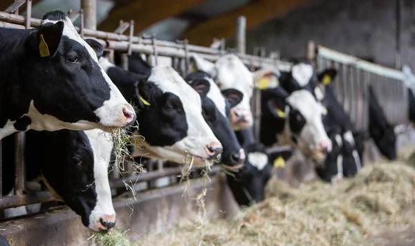 Vacas Manchadas Blancas Negras Alimentan Heno Dentro Granja Holandesa Los Imágenes De Stock Sin Royalties Gratis