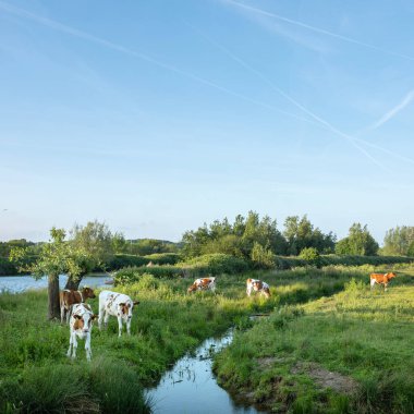 Baharda Amsterdam 'ın güneyinde çalılıkların ve otoyolun yakınında kırmızı benekli baldırları olan bölge.