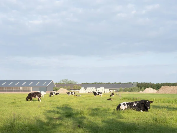 Touro Bovino Reclinado Vacas Perto Fazenda Província Holandesa Utrecht Prado — Fotografia de Stock