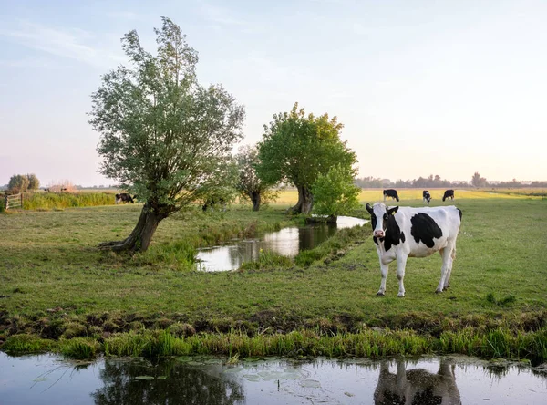 Kanały Pobliżu Wielu Wierzb Dostrzeżone Czarne Białe Krowy Holland Między — Zdjęcie stockowe
