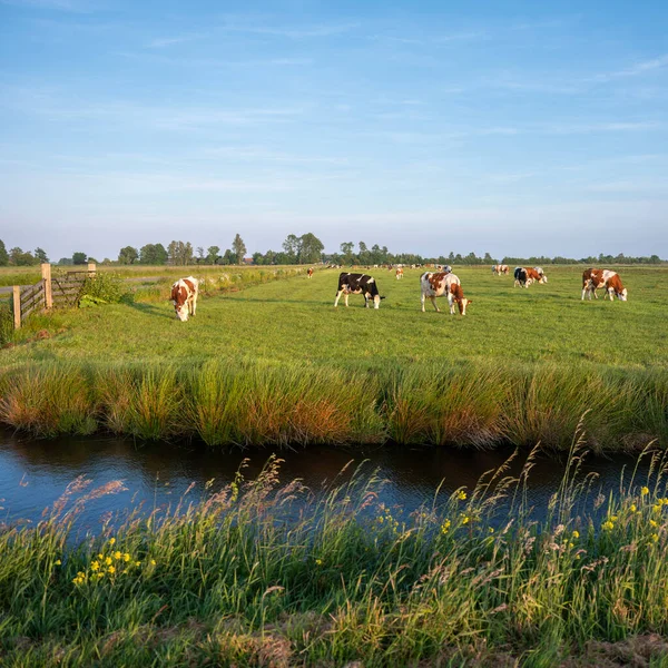 Vacas Manchadas Rojas Blancas Luz Del Sol Tarde Cerca Amsterdam —  Fotos de Stock