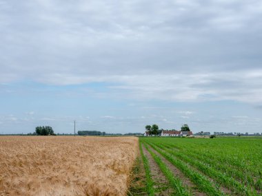 Batıdaki tarlalar ve arpa tarlaları Brugge ve Oostende yakınlarında. Arka planda çiftlik var.